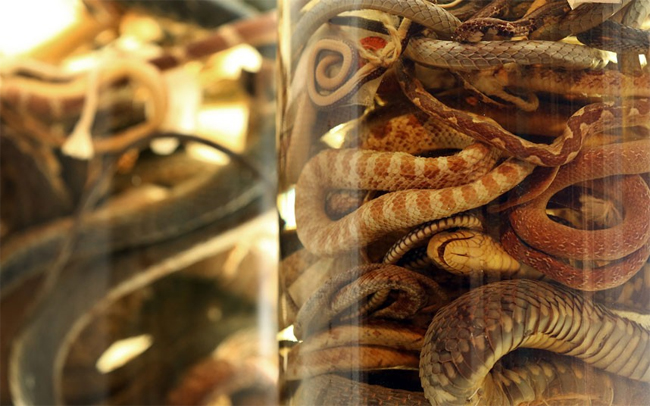 Rất nhiều loại rắn cùng được bảo quản chung trong một chiếc bình

